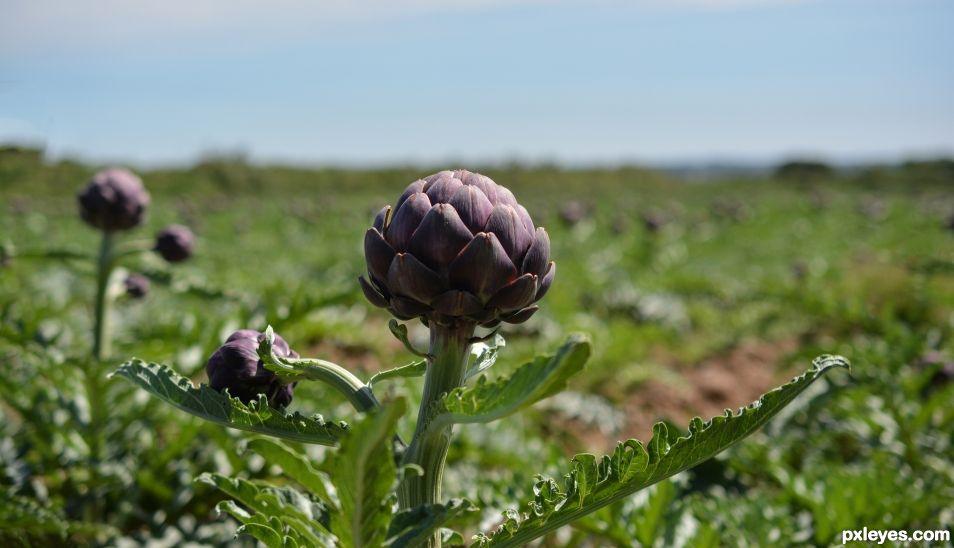 Artichokes