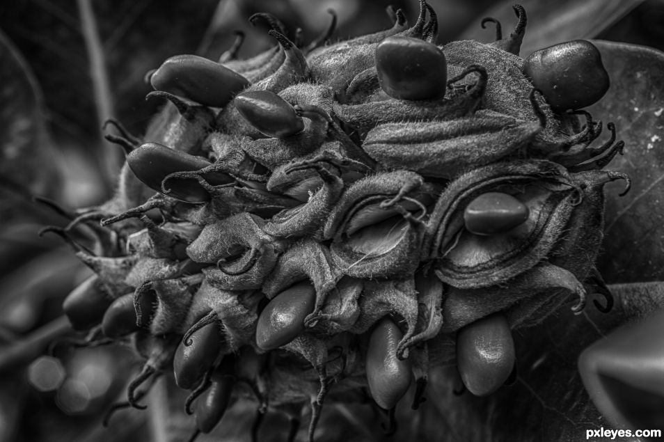 Magnolia Seed Pod