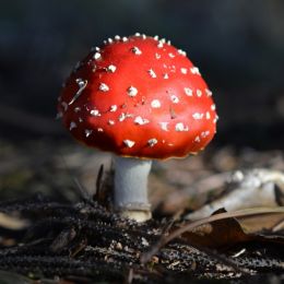 Flyagaric