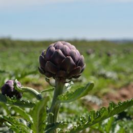 Artichokes