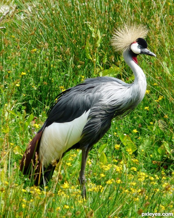 Grey Crowned Crane