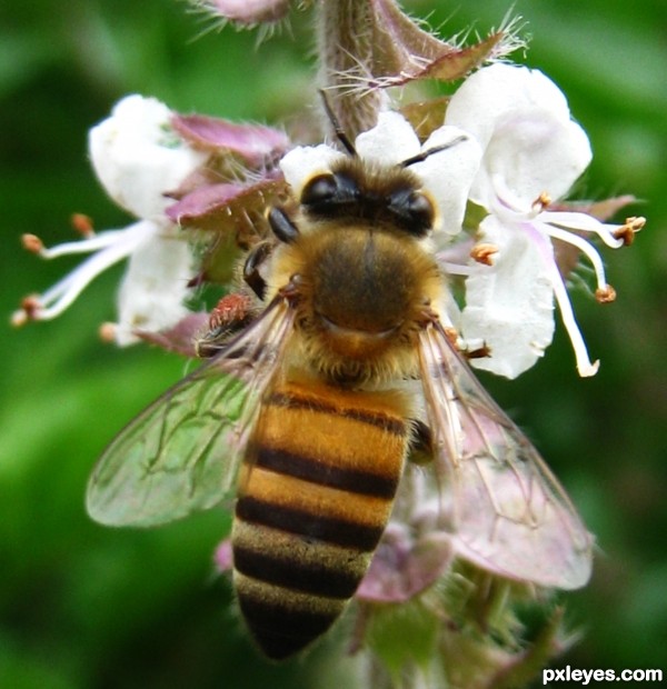 Bee