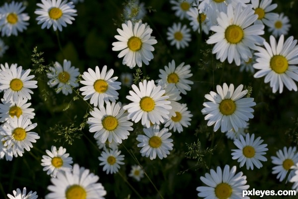 Daisies