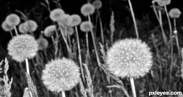 Field of Stars