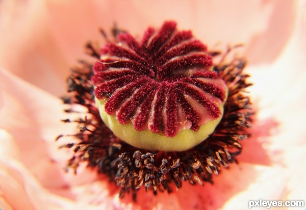 Opium Sponge Cake