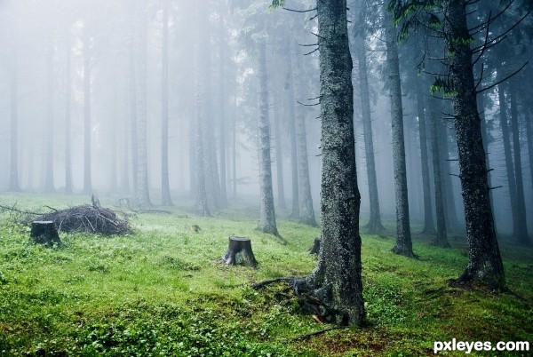 The misty forest