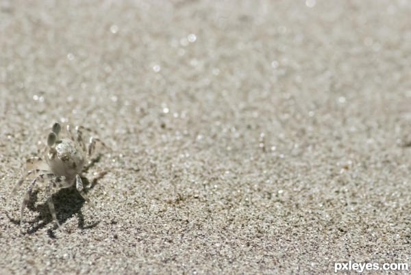 Tiny Sand Crab