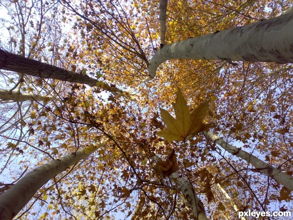 autumn   photoshop picture)