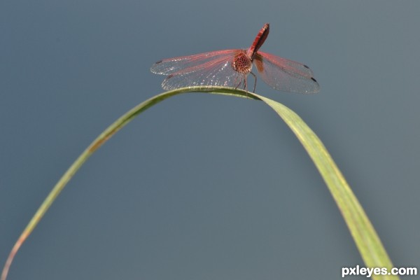 dragon fly