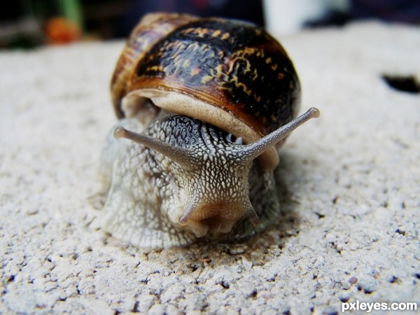 snail