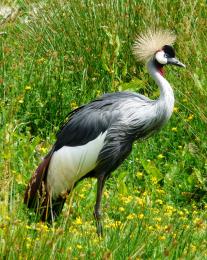 GreyCrownedCrane