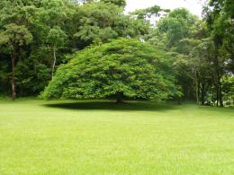 Big Beautiful Tree