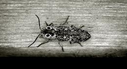 Bug