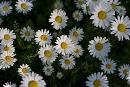 Daisies