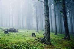 The misty forest Picture