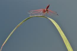 dragon fly