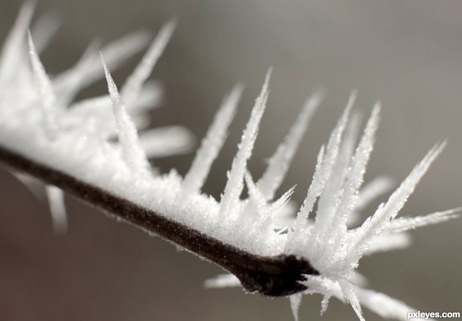 Hoar Frost