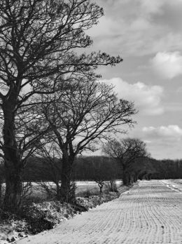 Snowy Field