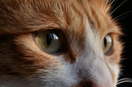 In the eyes of my cat