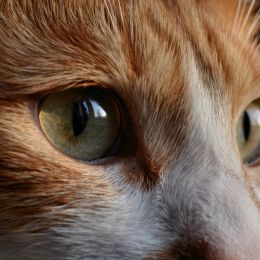 Intheeyesofmycat