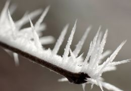 Hoar Frost