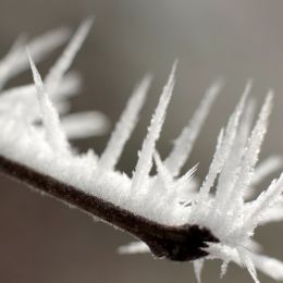 HoarFrost