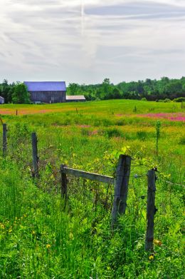 Farmers Field