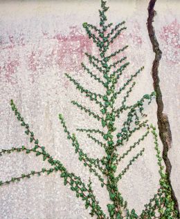 Crack and Ivy