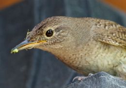 House Wren Picture