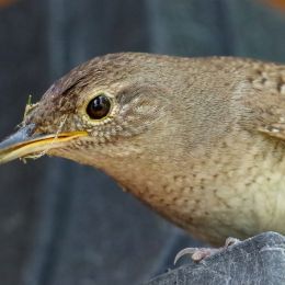 HouseWren