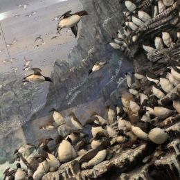 Theclanofbirds