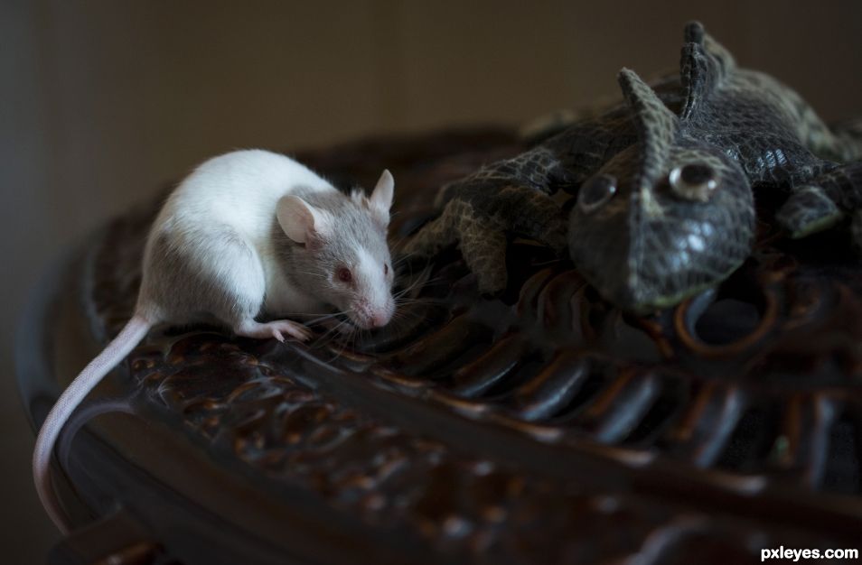 The mouse and the iguana