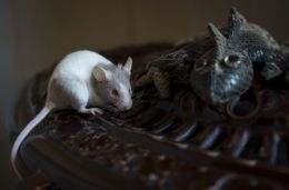 The mouse and the iguana