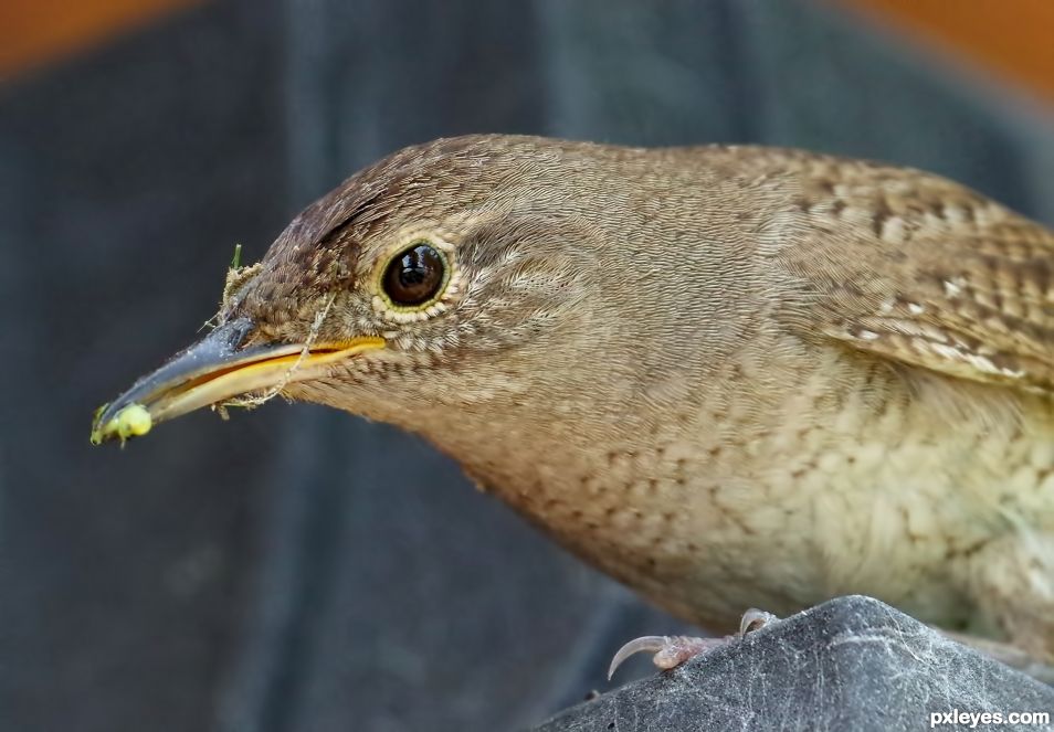 Momma House Wren