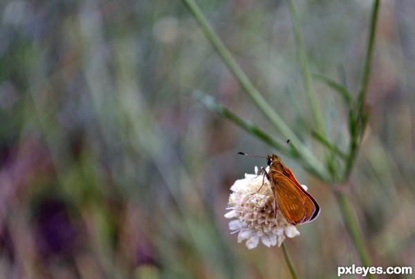 Butterfly