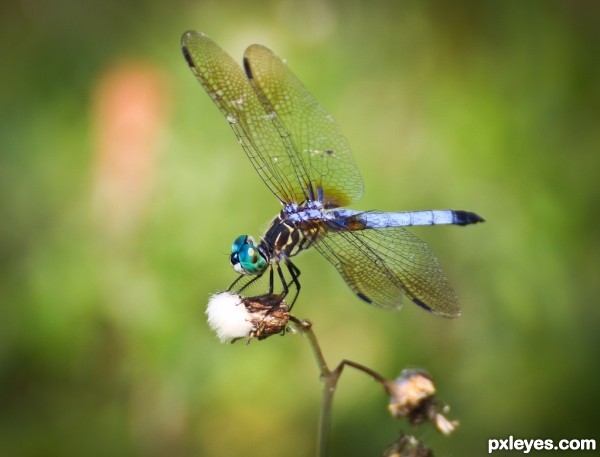 Florida Dragonfly