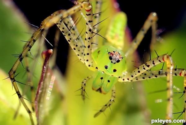 Green Lynx Spider photoshop picture)