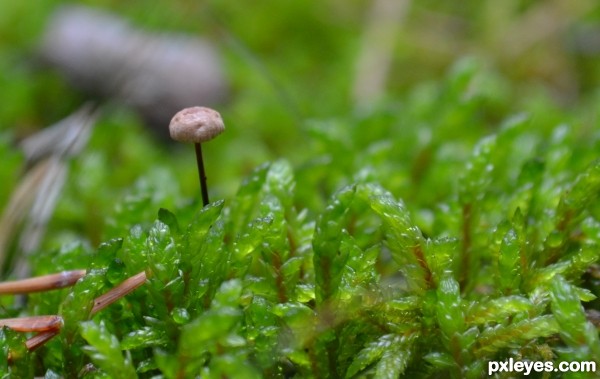 Mushroom in the Moss