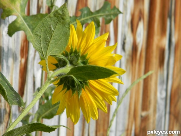 Sunflower