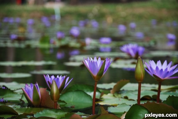 Water lily pond.