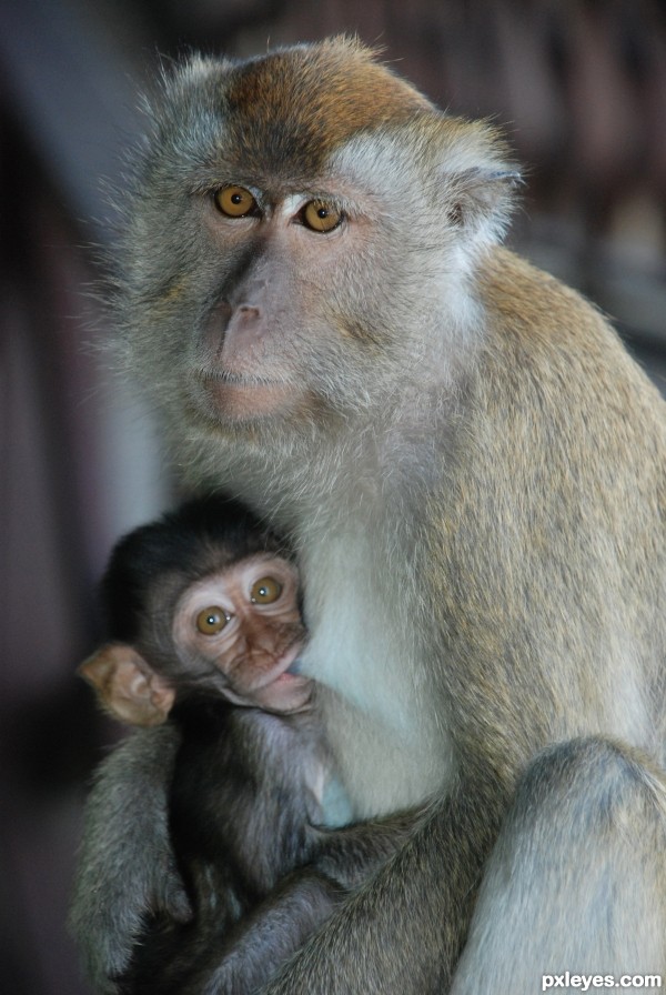 monkey feeding baby