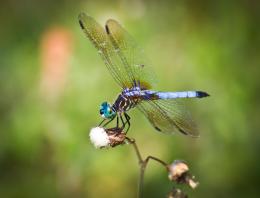 Florida Dragonfly