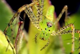 GreenLynxSpider