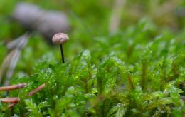 Mushroom in the Moss