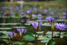 Water lily pond.