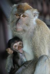 monkeyfeedingbaby