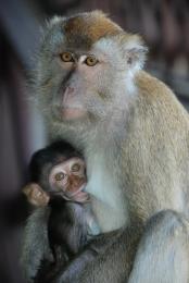 monkey feeding baby