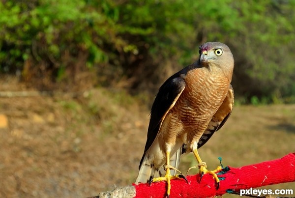 Aquila hastata eagle