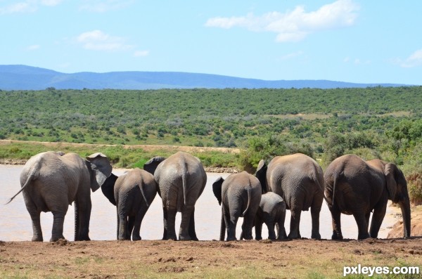 Band of elephants