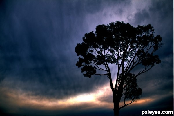 Lonely Tree